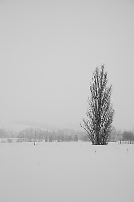 포토 JPG 주간 나무 식물 해외기획촬영 계절 설경 겨울 2010년일본 자연 풍경 사람없음 야외 설원 일본 눈 홋카이도 비에이 켄과메리의나무 국내포토 자연요소 아시아 날씨 눈_날씨 생태계 파일형식
