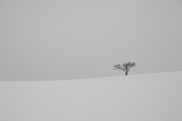 포토 JPG 주간 나무 식물 해외기획촬영 계절 설경 겨울 2010년일본 자연 풍경 사람없음 야외 설원 일본 눈 홋카이도 비에이 국내포토 자연요소 아시아 날씨 눈_날씨 생태계 파일형식