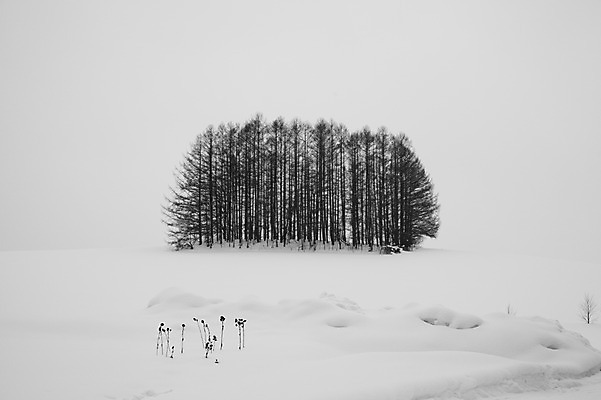 포토 JPG 주간 나무 식물 해외기획촬영 계절 설경 겨울 2010년일본 자연 풍경 사람없음 야외 설원 일본 눈 홋카이도 비에이 마일드세븐나무 국내포토 자연요소 아시아 날씨 눈_날씨 생태계 파일형식
