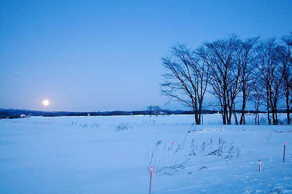 포토 JPG 주간 나무 식물 해외기획촬영 계절 설경 겨울 2010년일본 자연 풍경 사람없음 야외 태양 일출 설원 일본 눈 홋카이도 국내포토 자연요소 아시아 날씨 눈_날씨 노을 생태계 파일형식
