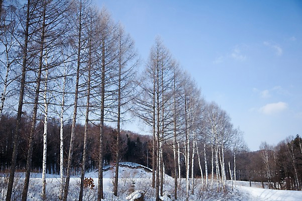 포토 JPG 주간 나무 식물 구름 해외기획촬영 계절 설경 겨울 2010년일본 자연 하늘 풍경 사람없음 야외 설원 일본 눈 숲 홋카이도 자작나무 자작나무숲 국내포토 자연요소 아시아 날씨 눈_날씨 생태계 파일형식