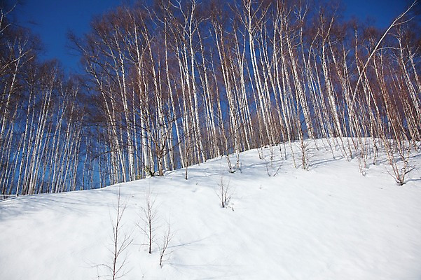 포토 JPG 주간 나무 식물 해외기획촬영 계절 설경 겨울 2010년일본 자연 풍경 사람없음 야외 설원 일본 눈 숲 홋카이도 자작나무 자작나무숲 국내포토 자연요소 아시아 날씨 눈_날씨 생태계 파일형식