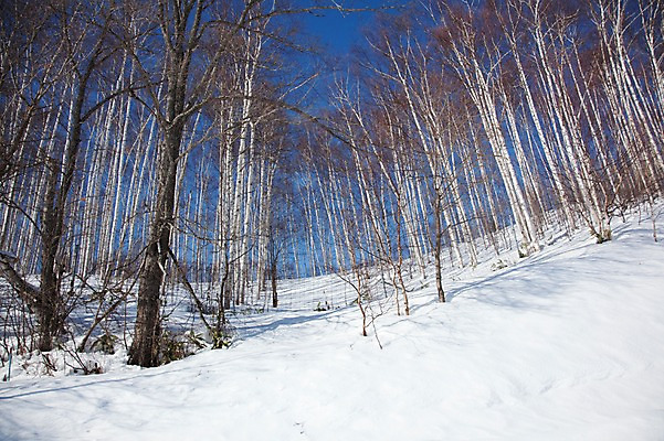 포토 JPG 주간 나무 식물 해외기획촬영 계절 설경 겨울 2010년일본 자연 풍경 사람없음 야외 설원 일본 눈 숲 홋카이도 자작나무 자작나무숲 국내포토 자연요소 아시아 날씨 눈_날씨 생태계 파일형식