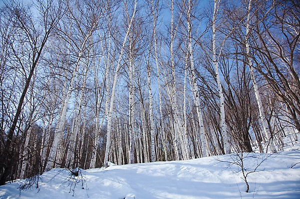 포토 JPG 주간 나무 식물 해외기획촬영 계절 설경 겨울 2010년일본 자연 풍경 사람없음 야외 설원 일본 눈 숲 홋카이도 자작나무 자작나무숲 국내포토 자연요소 아시아 날씨 눈_날씨 생태계 파일형식