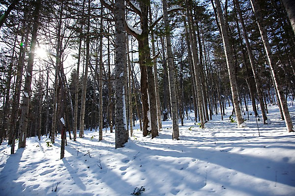 포토 JPG 주간 나무 식물 해외기획촬영 계절 설경 겨울 2010년일본 자연 풍경 사람없음 야외 태양 설원 일본 눈 숲 홋카이도 자작나무 자작나무숲 국내포토 자연요소 아시아 날씨 눈_날씨 생태계 파일형식