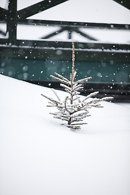 포토 JPG 주간 나무 식물 해외기획촬영 계절 설경 겨울 2010년일본 자연 풍경 사람없음 야외 설원 일본 눈 홋카이도 비에이 국내포토 자연요소 아시아 날씨 눈_날씨 생태계 파일형식