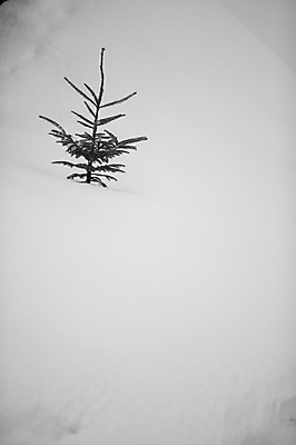 포토 JPG 주간 나무 식물 해외기획촬영 계절 설경 겨울 2010년일본 자연 풍경 사람없음 야외 설원 일본 눈 홋카이도 비에이 국내포토 자연요소 아시아 날씨 눈_날씨 생태계 파일형식