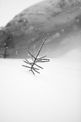 포토 JPG 주간 나무 식물 해외기획촬영 계절 설경 겨울 2010년일본 자연 풍경 사람없음 야외 설원 일본 눈 홋카이도 비에이 국내포토 자연요소 아시아 날씨 눈_날씨 생태계 파일형식