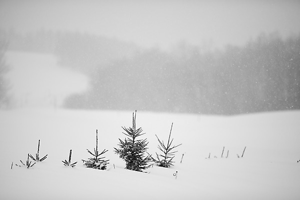 포토 JPG 주간 나무 식물 해외기획촬영 계절 설경 겨울 2010년일본 자연 풍경 사람없음 야외 설원 일본 눈 홋카이도 비에이 국내포토 자연요소 아시아 날씨 눈_날씨 생태계 파일형식