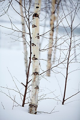 포토 JPG 주간 나무 식물 해외기획촬영 계절 설경 겨울 2010년일본 자연 풍경 사람없음 야외 설원 일본 눈 홋카이도 비에이 자작나무 국내포토 자연요소 아시아 날씨 눈_날씨 생태계 파일형식