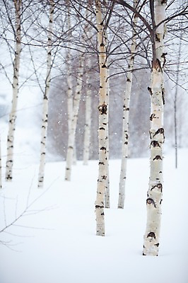 포토 JPG 주간 나무 식물 해외기획촬영 계절 설경 겨울 2010년일본 자연 풍경 사람없음 야외 설원 일본 눈 숲 홋카이도 비에이 자작나무 자작나무숲 국내포토 자연요소 아시아 날씨 눈_날씨 생태계 파일형식