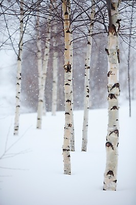 포토 JPG 주간 나무 식물 해외기획촬영 계절 설경 겨울 2010년일본 자연 풍경 사람없음 야외 설원 일본 눈 숲 홋카이도 비에이 자작나무 자작나무숲 국내포토 자연요소 아시아 날씨 눈_날씨 생태계 파일형식