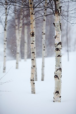 포토 JPG 주간 나무 식물 해외기획촬영 계절 설경 겨울 2010년일본 자연 풍경 사람없음 야외 설원 일본 눈 숲 홋카이도 비에이 자작나무 자작나무숲 국내포토 자연요소 아시아 날씨 눈_날씨 생태계 파일형식