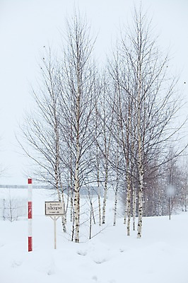 포토 JPG 주간 나무 식물 해외기획촬영 계절 설경 겨울 2010년일본 자연 풍경 사람없음 야외 설원 일본 팻말 눈 홋카이도 비에이 자작나무 국내포토 자연요소 아시아 날씨 프레임 눈_날씨 생태계 파일형식