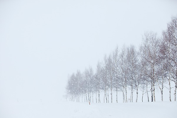 포토 JPG 주간 나무 식물 해외기획촬영 계절 설경 겨울 2010년일본 자연 풍경 사람없음 야외 설원 일본 눈 숲 홋카이도 비에이 자작나무 자작나무숲 국내포토 자연요소 아시아 날씨 눈_날씨 생태계 파일형식
