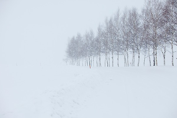 포토 JPG 주간 나무 식물 해외기획촬영 계절 설경 겨울 2010년일본 자연 풍경 사람없음 야외 설원 일본 눈 숲 홋카이도 비에이 자작나무 자작나무숲 국내포토 자연요소 아시아 날씨 눈_날씨 생태계 파일형식