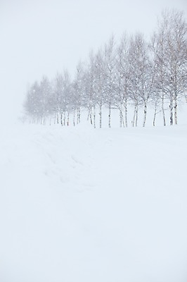 포토 JPG 주간 나무 식물 해외기획촬영 계절 설경 겨울 2010년일본 자연 풍경 사람없음 야외 설원 일본 눈 숲 홋카이도 비에이 자작나무 자작나무숲 국내포토 자연요소 아시아 날씨 눈_날씨 생태계 파일형식