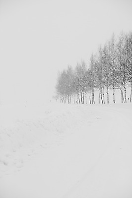 포토 JPG 주간 나무 식물 해외기획촬영 계절 설경 겨울 2010년일본 자연 풍경 사람없음 야외 설원 일본 눈 숲 홋카이도 비에이 자작나무 자작나무숲 국내포토 자연요소 아시아 날씨 눈_날씨 생태계 파일형식