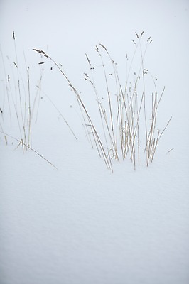 포토 JPG 주간 식물 해외기획촬영 계절 설경 겨울 2010년일본 자연 풍경 사람없음 야외 설원 일본 눈 풀 홋카이도 비에이 국내포토 자연요소 아시아 날씨 눈_날씨 생태계 파일형식