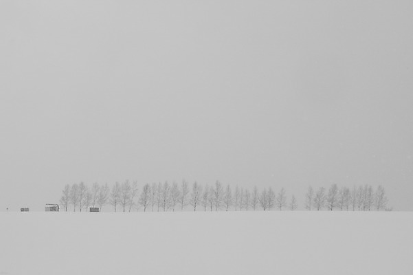 포토 JPG 주간 나무 식물 해외기획촬영 계절 설경 겨울 2010년일본 자연 풍경 사람없음 야외 설원 일본 눈 홋카이도 비에이 국내포토 자연요소 아시아 생태계 파일형식