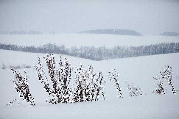 포토 JPG 주간 나무 식물 해외기획촬영 계절 설경 겨울 2010년일본 자연 풍경 사람없음 야외 설원 일본 눈 홋카이도 비에이 국내포토 자연요소 아시아 생태계 파일형식