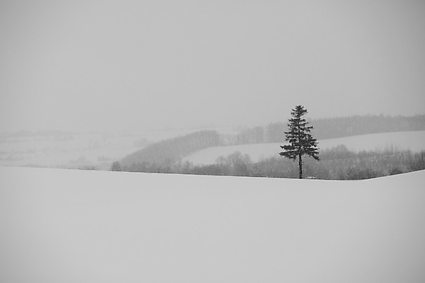 포토 JPG 주간 나무 식물 해외기획촬영 계절 설경 겨울 2010년일본 자연 풍경 사람없음 야외 설원 일본 눈 홋카이도 비에이 국내포토 자연요소 아시아 날씨 눈_날씨 생태계 파일형식
