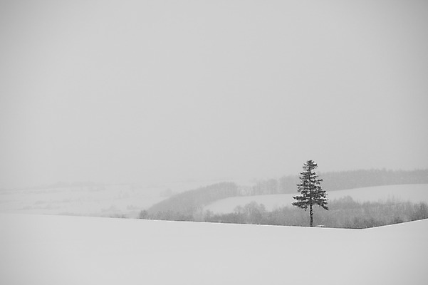 포토 JPG 주간 나무 식물 해외기획촬영 계절 설경 겨울 2010년일본 자연 풍경 사람없음 야외 설원 일본 눈 홋카이도 비에이 국내포토 자연요소 아시아 생태계 파일형식