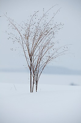 포토 JPG 주간 나무 식물 해외기획촬영 계절 설경 겨울 2010년일본 자연 풍경 사람없음 야외 설원 일본 눈 홋카이도 비에이 국내포토 자연요소 아시아 생태계 파일형식