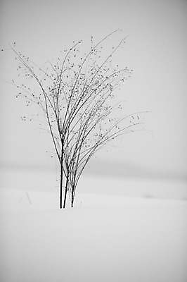 포토 JPG 주간 나무 식물 해외기획촬영 계절 설경 겨울 2010년일본 자연 풍경 사람없음 야외 설원 일본 눈 홋카이도 비에이 국내포토 자연요소 아시아 생태계 파일형식