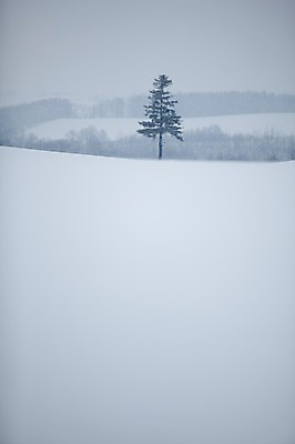 포토 JPG 주간 나무 식물 해외기획촬영 계절 설경 겨울 2010년일본 자연 풍경 사람없음 야외 설원 일본 눈 홋카이도 비에이 국내포토 자연요소 아시아 생태계 파일형식