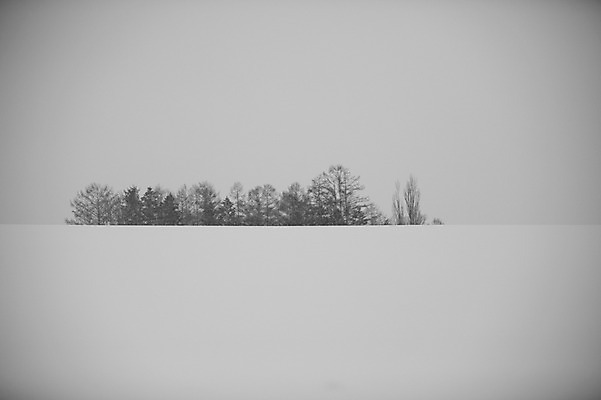 포토 JPG 주간 나무 식물 해외기획촬영 계절 설경 겨울 2010년일본 자연 풍경 사람없음 야외 설원 일본 눈 홋카이도 비에이 국내포토 자연요소 아시아 생태계 파일형식