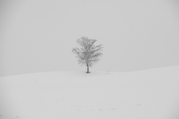 포토 JPG 주간 나무 식물 해외기획촬영 계절 설경 겨울 2010년일본 자연 풍경 사람없음 야외 설원 일본 눈 홋카이도 비에이 국내포토 자연요소 아시아 생태계 파일형식
