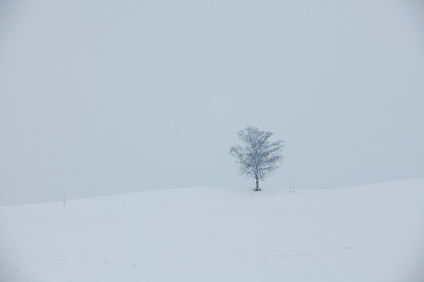 포토 JPG 주간 나무 식물 해외기획촬영 계절 설경 겨울 2010년일본 자연 풍경 사람없음 야외 설원 일본 눈 홋카이도 비에이 국내포토 자연요소 아시아 날씨 눈_날씨 생태계 파일형식