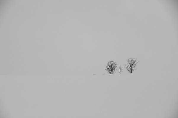 포토 JPG 주간 나무 식물 해외기획촬영 계절 설경 겨울 2010년일본 자연 풍경 사람없음 야외 설원 일본 눈 홋카이도 비에이 오야코 오야코나무 국내포토 자연요소 아시아 생태계 파일형식