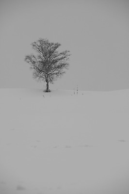 포토 JPG 주간 나무 식물 해외기획촬영 계절 설경 겨울 2010년일본 자연 풍경 사람없음 야외 설원 일본 눈 홋카이도 비에이 국내포토 자연요소 아시아 생태계 파일형식