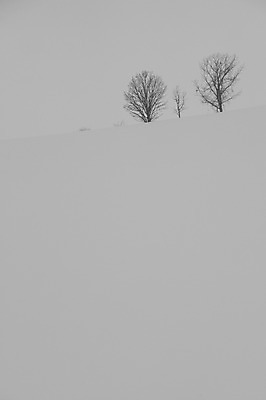 포토 JPG 주간 나무 식물 해외기획촬영 계절 설경 겨울 2010년일본 자연 풍경 사람없음 야외 설원 일본 눈 홋카이도 비에이 오야코 오야코나무 국내포토 자연요소 아시아 생태계 파일형식