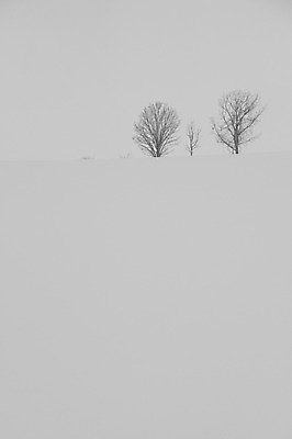 포토 JPG 주간 나무 식물 해외기획촬영 계절 설경 겨울 2010년일본 자연 풍경 사람없음 야외 설원 일본 눈 홋카이도 비에이 오야코 오야코나무 국내포토 자연요소 아시아 생태계 파일형식