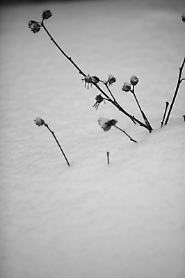 포토 JPG 주간 식물 해외기획촬영 계절 설경 겨울 2010년일본 자연 풍경 사람없음 야외 설원 일본 눈 홋카이도 비에이 국내포토 자연요소 아시아 생태계 파일형식