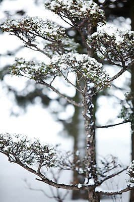 포토 JPG 주간 나무 식물 해외기획촬영 계절 설경 겨울 2010년일본 자연 풍경 사람없음 야외 일본 눈 홋카이도 비에이 국내포토 자연요소 아시아 생태계 파일형식