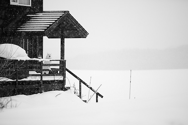 포토 JPG 주간 해외기획촬영 계절 설경 겨울 2010년일본 자연 주택 흑백 풍경 사람없음 야외 건물 설원 일본 눈 개 강아지 홋카이도 비에이 반려 국내포토 자연요소 건축물 아시아 포유류 촬영기법 반려동물 생태계 파일형식