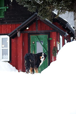 포토 JPG 주간 나무 식물 해외기획촬영 계절 설경 겨울 2010년일본 자연 주택 풍경 사람없음 야외 건물 설원 일본 눈 개 홋카이도 비에이 버니즈마운틴독 국내포토 자연요소 건축물 아시아 포유류 날씨 눈_날씨 생태계 파일형식