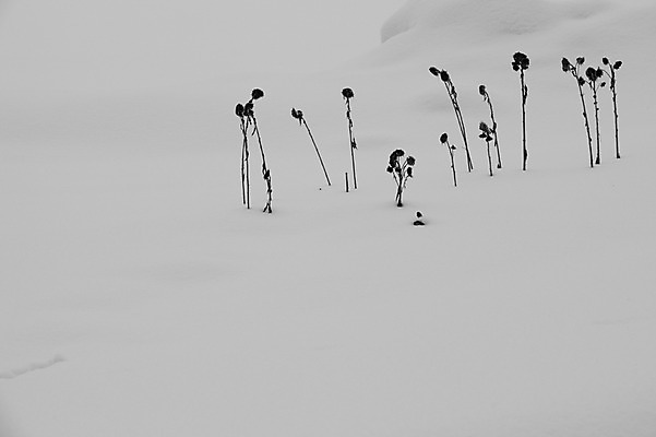 포토 JPG 주간 나무 식물 해외기획촬영 계절 설경 겨울 2010년일본 자연 풍경 사람없음 야외 설원 일본 눈 홋카이도 비에이 국내포토 자연요소 아시아 날씨 눈_날씨 생태계 파일형식