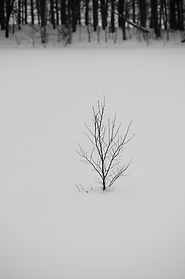 포토 JPG 주간 나무 식물 해외기획촬영 계절 설경 겨울 2010년일본 자연 풍경 사람없음 야외 설원 일본 눈 홋카이도 비에이 국내포토 자연요소 아시아 생태계 파일형식