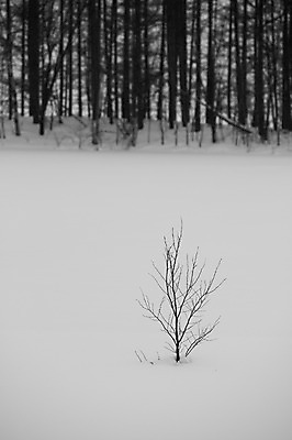 포토 JPG 주간 나무 식물 해외기획촬영 계절 설경 겨울 2010년일본 자연 풍경 사람없음 야외 설원 일본 눈 홋카이도 비에이 국내포토 자연요소 아시아 날씨 눈_날씨 생태계 파일형식