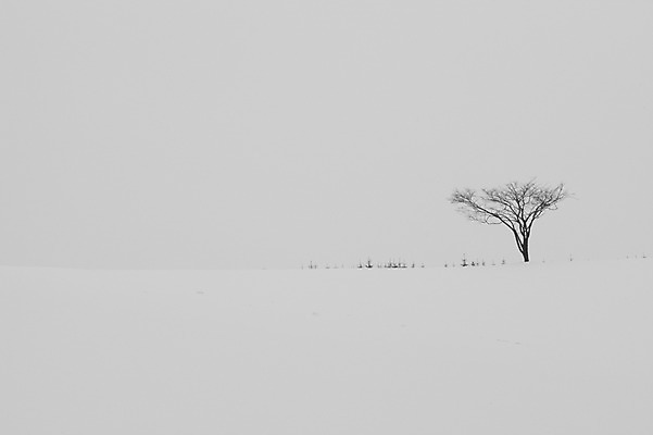 포토 JPG 주간 나무 식물 해외기획촬영 계절 설경 겨울 2010년일본 자연 풍경 사람없음 야외 설원 일본 눈 홋카이도 비에이 국내포토 자연요소 아시아 날씨 눈_날씨 생태계 파일형식