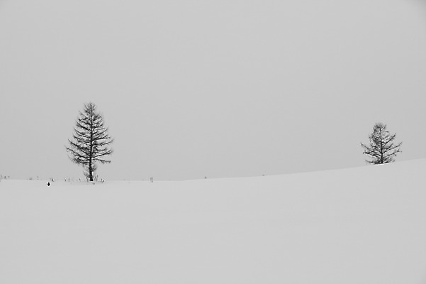 포토 JPG 주간 나무 식물 해외기획촬영 계절 설경 겨울 2010년일본 자연 풍경 사람없음 야외 설원 일본 눈 홋카이도 비에이 국내포토 자연요소 아시아 날씨 눈_날씨 생태계 파일형식