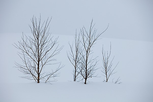 포토 JPG 주간 나무 식물 해외기획촬영 계절 설경 겨울 2010년일본 자연 풍경 사람없음 야외 설원 일본 눈 홋카이도 비에이 국내포토 자연요소 아시아 날씨 눈_날씨 생태계 파일형식