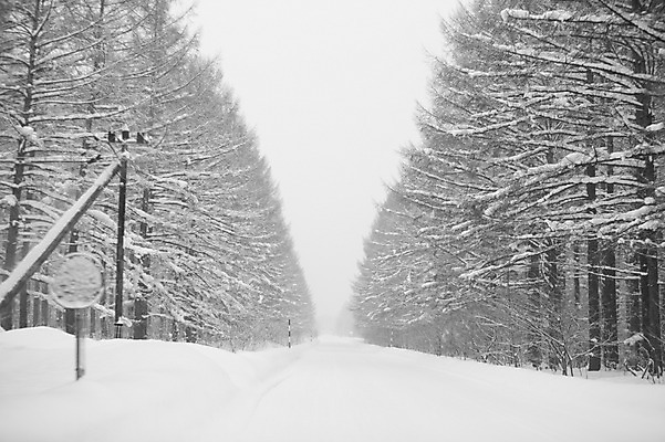 포토 JPG 주간 나무 식물 해외기획촬영 계절 길 설경 겨울 2010년일본 자연 풍경 사람없음 야외 설원 일본 눈 숲 홋카이도 국내포토 자연요소 아시아 날씨 눈_날씨 생태계 파일형식