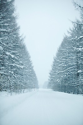 포토 JPG 주간 나무 식물 해외기획촬영 계절 길 설경 겨울 2010년일본 자연 풍경 사람없음 야외 설원 일본 눈 숲 홋카이도 국내포토 자연요소 아시아 날씨 눈_날씨 생태계 파일형식