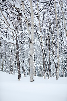 포토 JPG 주간 나무 식물 해외기획촬영 계절 설경 겨울 2010년일본 자연 풍경 사람없음 야외 설원 일본 눈 숲 홋카이도 자작나무 자작나무숲 국내포토 자연요소 아시아 날씨 눈_날씨 생태계 파일형식